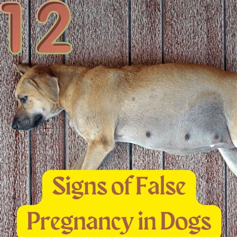 false pregnancy dog nipples|12 Signs of False Pregnancy in Dogs